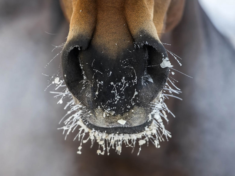Winter Care: Equine Asthma